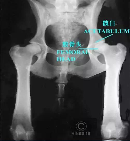 狗狗髋关节发育不良能补钙吗,狗狗髋关节发育不良软骨素