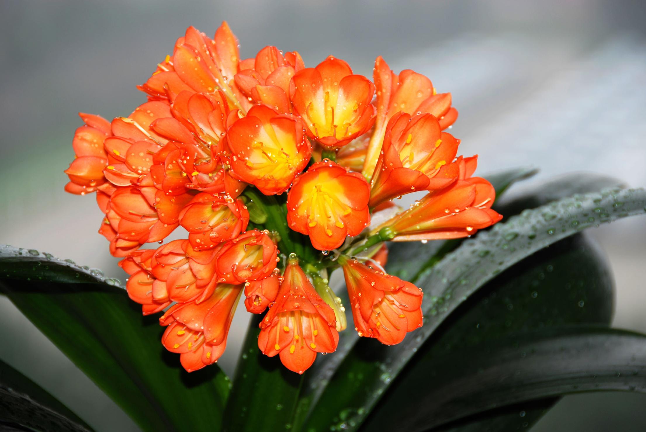 君子兰冬季多长时间浇一次水最好,冬季君子兰花的养护方法