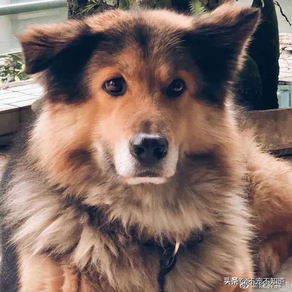 中华田园犬小时候的可爱图片,中华田园犬颜值天花板小奶狗