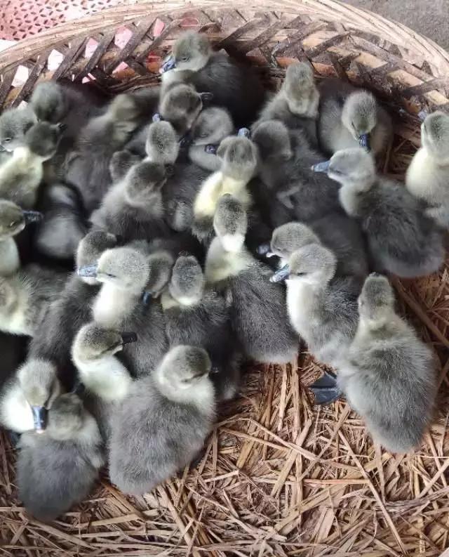 想养活鹅怎么弄,怎样养好鹅仔