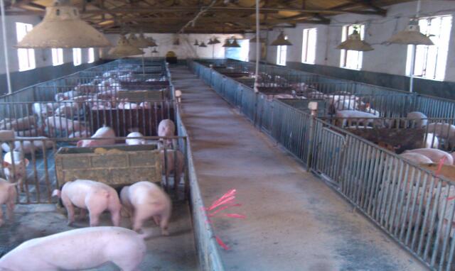 猪场养猪人怎么把猪养好,猪场管理技巧和方法