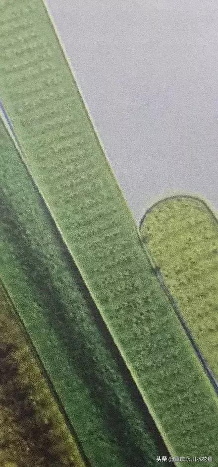 蓝藻颤藻图片,蓝藻颤藻怎么治