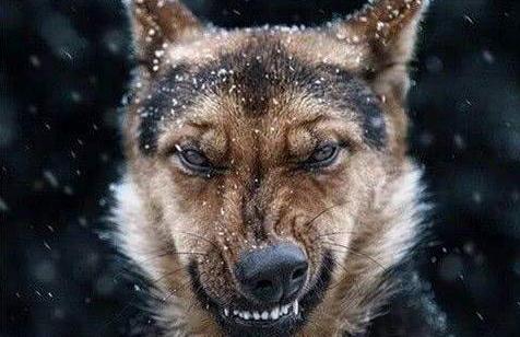 关于狗狗的8个秘密,关于狗狗的八个秘密你知道吗