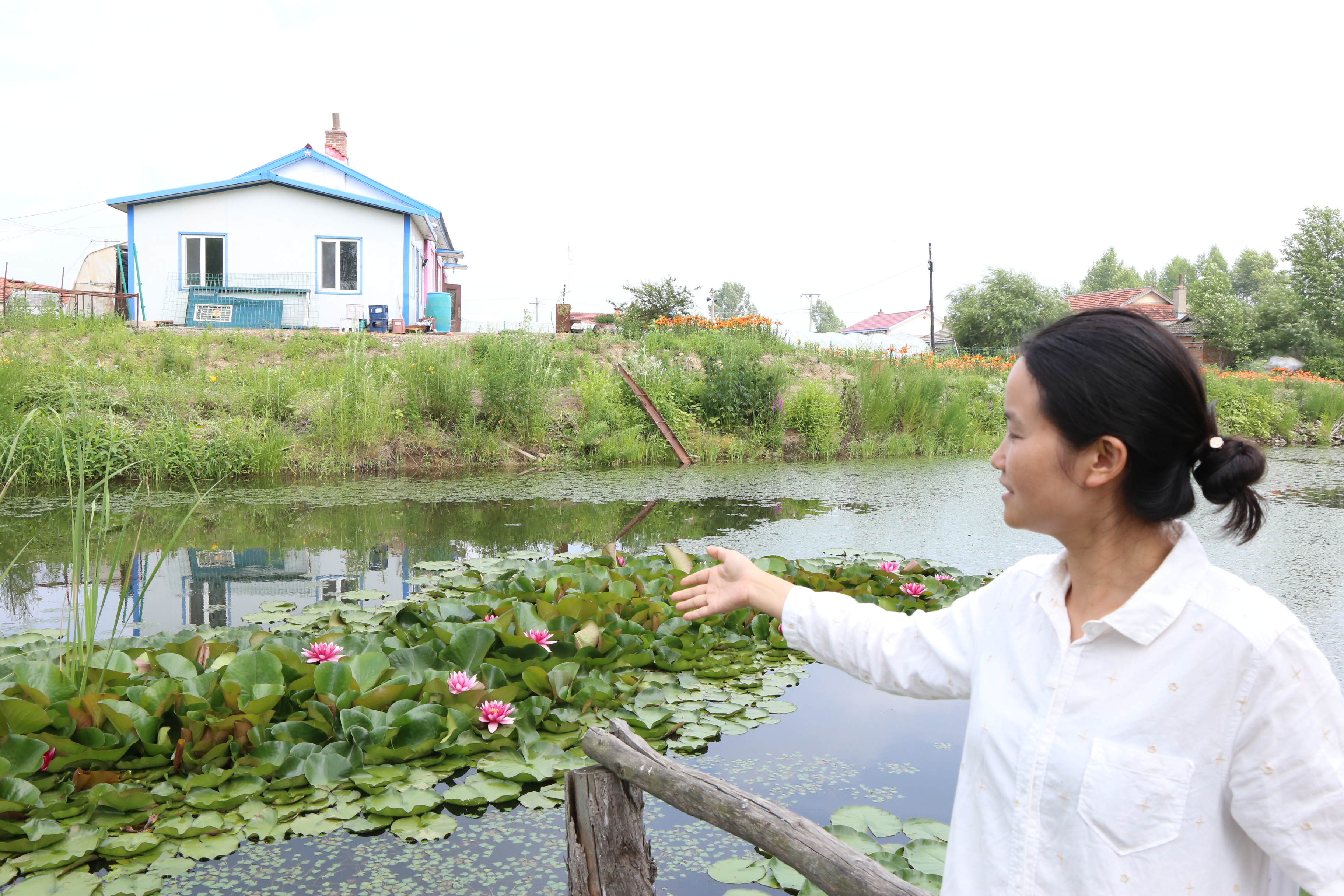 观赏荷花睡莲,没看到绽放的荷花