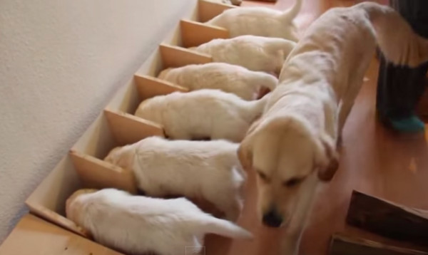 狗狗吃饭不老实教你一招马上纠正,狗狗吃饭太快还护食怎么改正