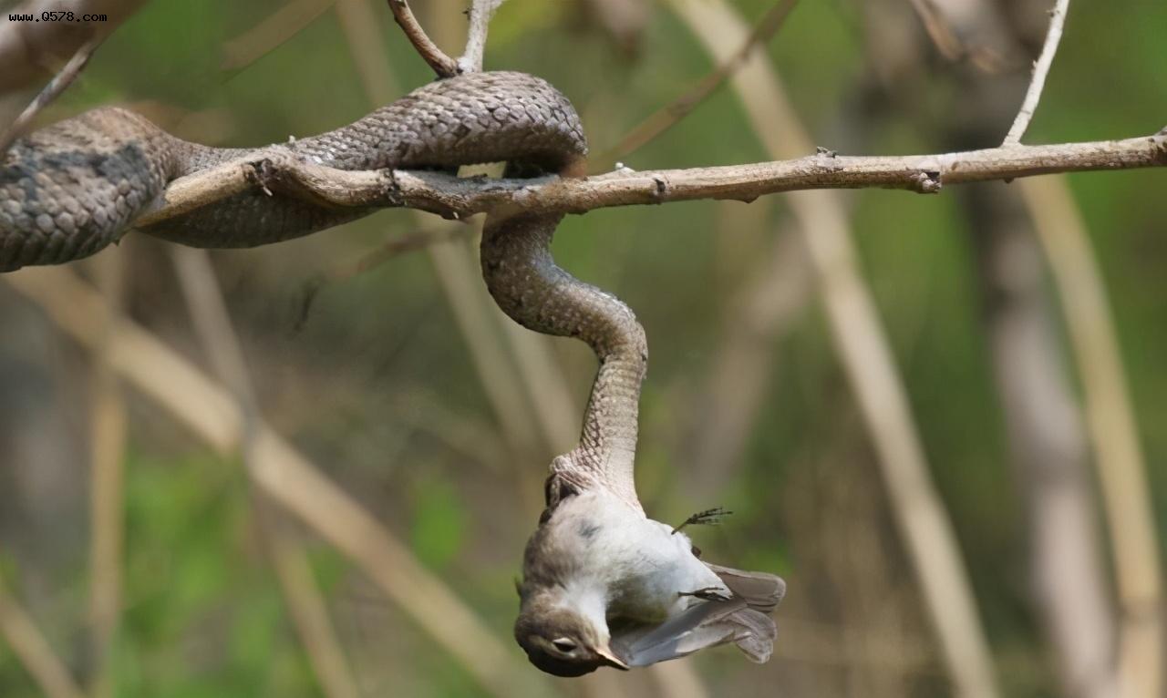 12岁少年鸟神,12岁天才少年懂鸟语