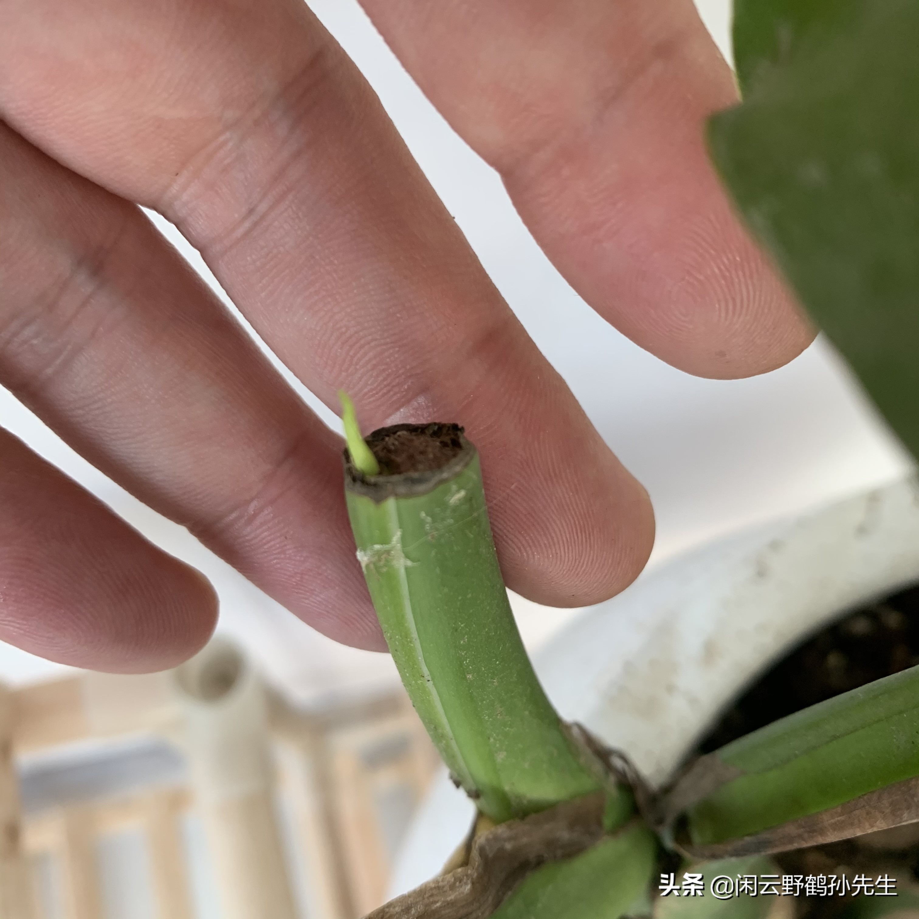 龟背竹小盆栽养殖方法,龟背竹怎么换盆后才能开花