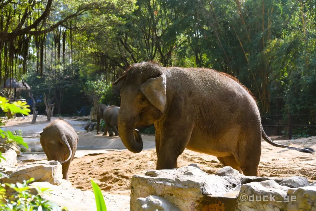 去广州长隆野生动物世界学到什么,5.1广州长隆野生动物攻略
