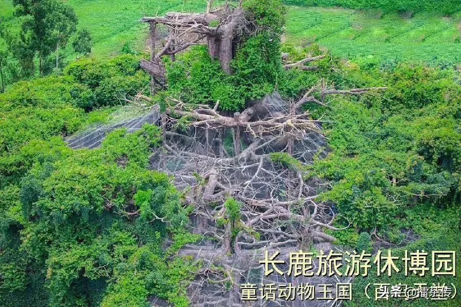 童话动物王国卡组,童话动物王国