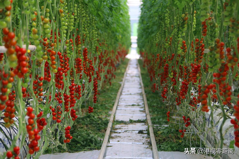 山西太谷杜氏番茄,杜氏番茄小镇