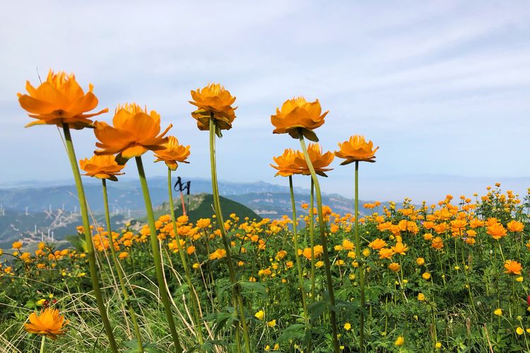小五台山哪里进入景区,小五台山春天景色