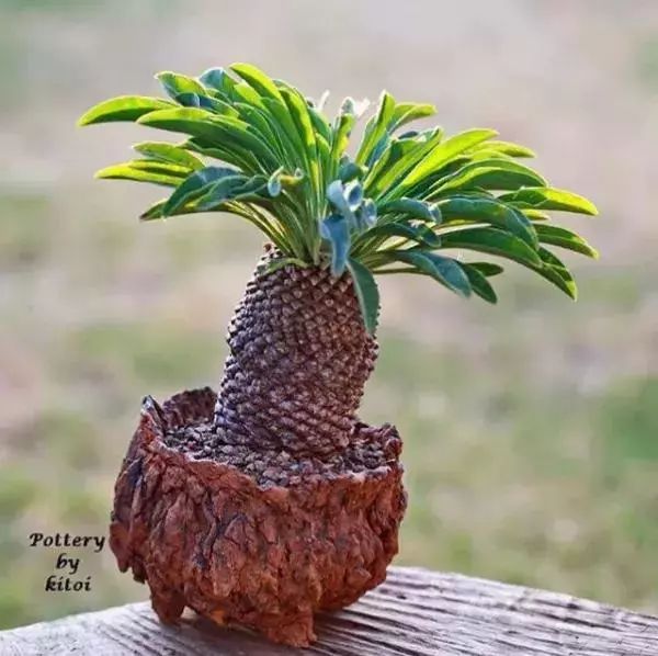 大叔养多肉20年，一片叶子上万块，盆盆都快成精了！