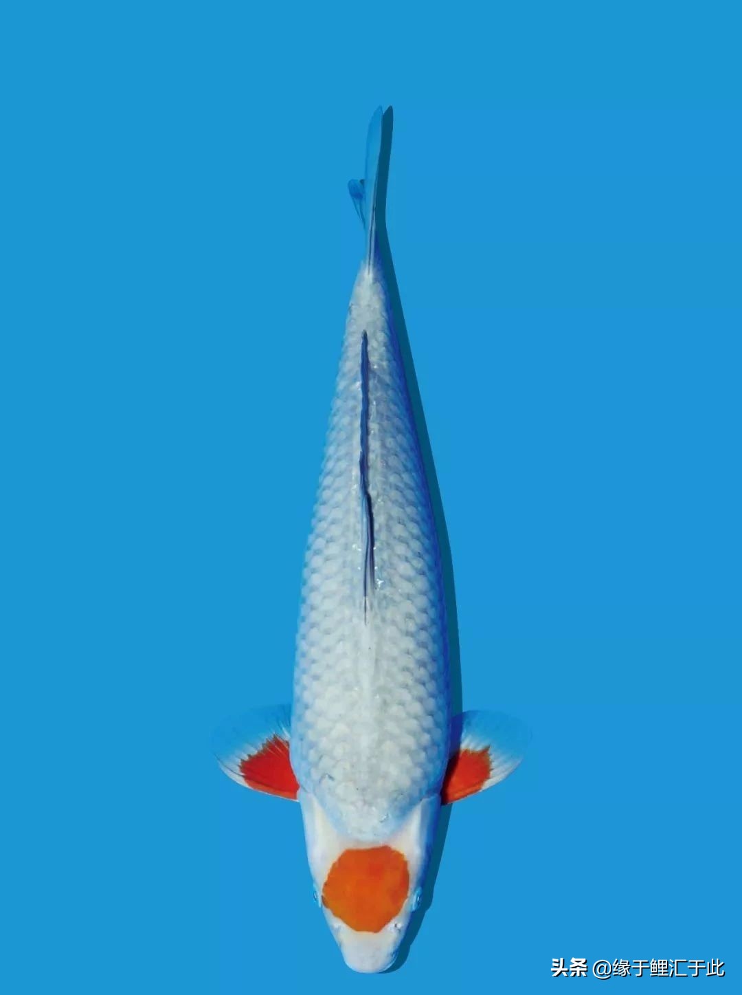 庭院锦鲤池怎样过冬,池养锦鲤鱼饲养方法