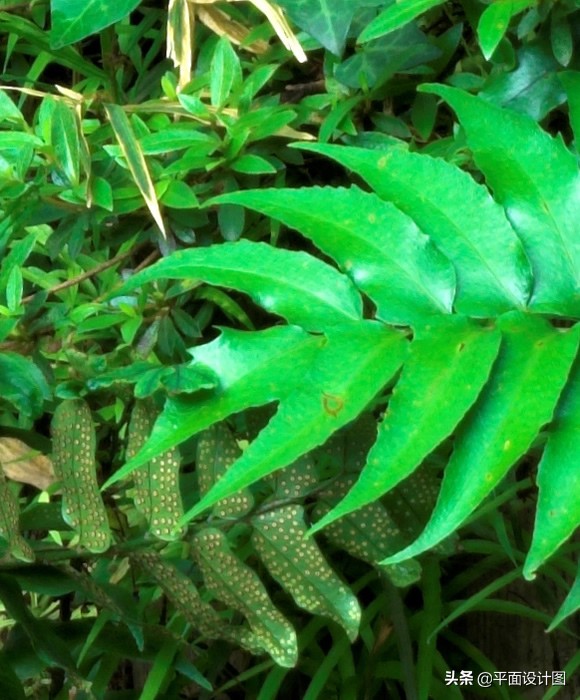 尼康和佳能全画幅怎么选,尼康18-135全画幅