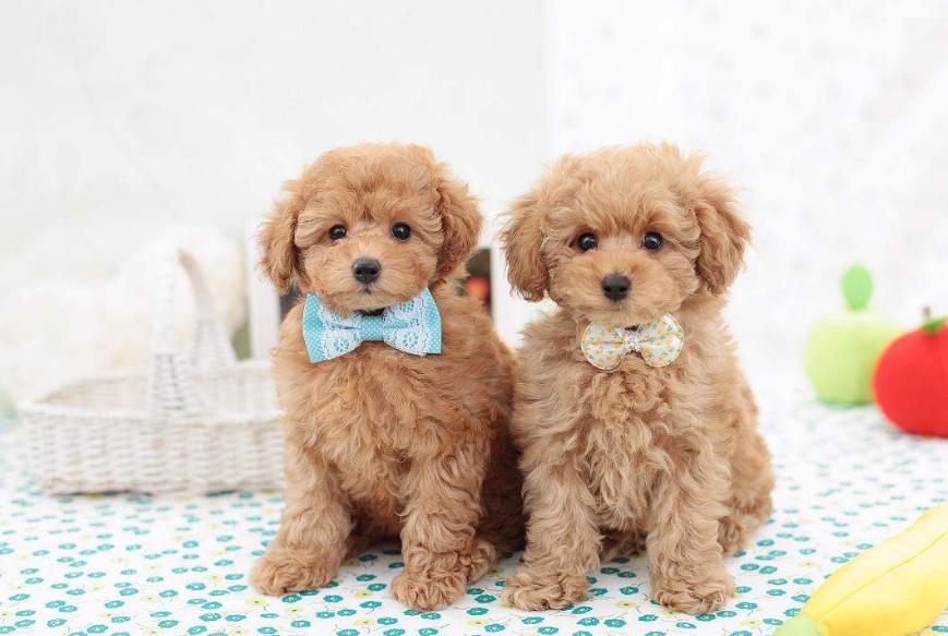 泰迪犬一般吃什么狗粮比较好吃,泰迪犬适合吃什么