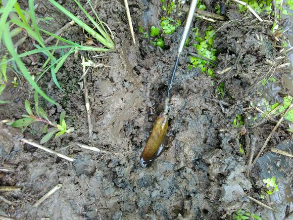 抓黄鳝小知识,农村娃抓黄鳝视频