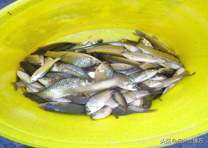 丁香油钓鱼窝料配方,新式丁香油钓鱼配方