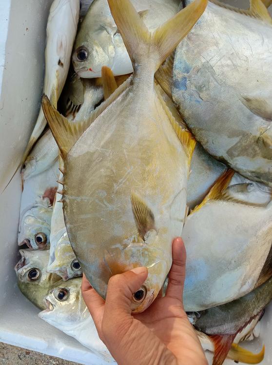 跟老船长出海到神秘钓点，渔获狂拉不断，卖了一千多块钱