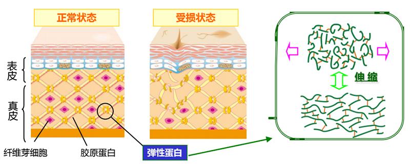 弹性蛋白哪里的最好,关于胶原蛋白肽的知识