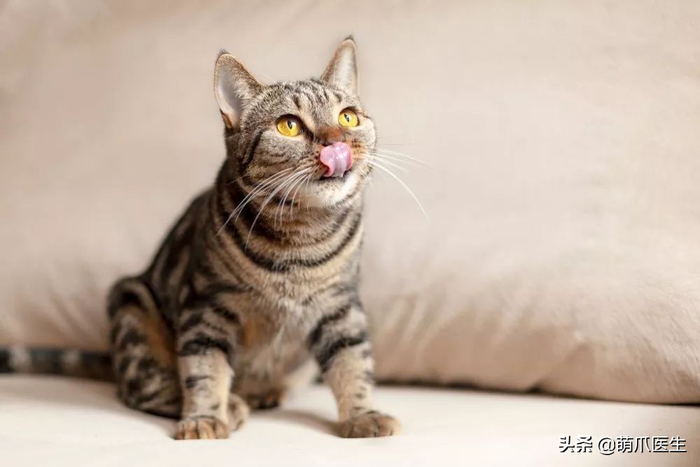 猫乱吃的食物太多样化,猫乱吃东西会吐吗