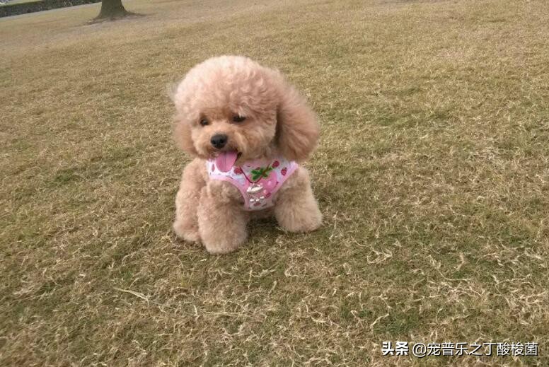 泰迪犬吃花叶子一直呕吐怎么办,泰迪犬呕吐不吃东西没精神