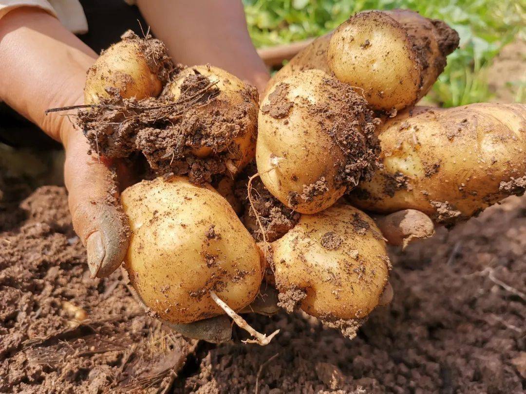 土豆放的时间长了变绿了还能吃吗,土豆放了十多天发绿还能吃吗