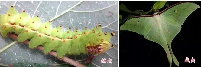 春天怎么预防核桃树内害虫,核桃树食心虫防治方法