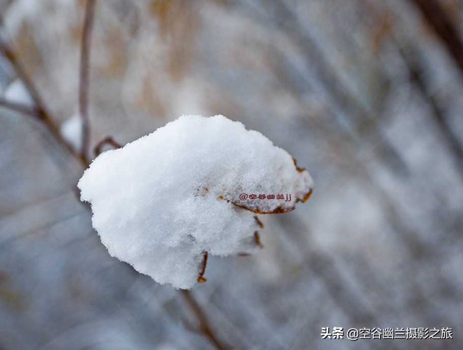 在莫尔道嘎,我遇见了最美的秋雪