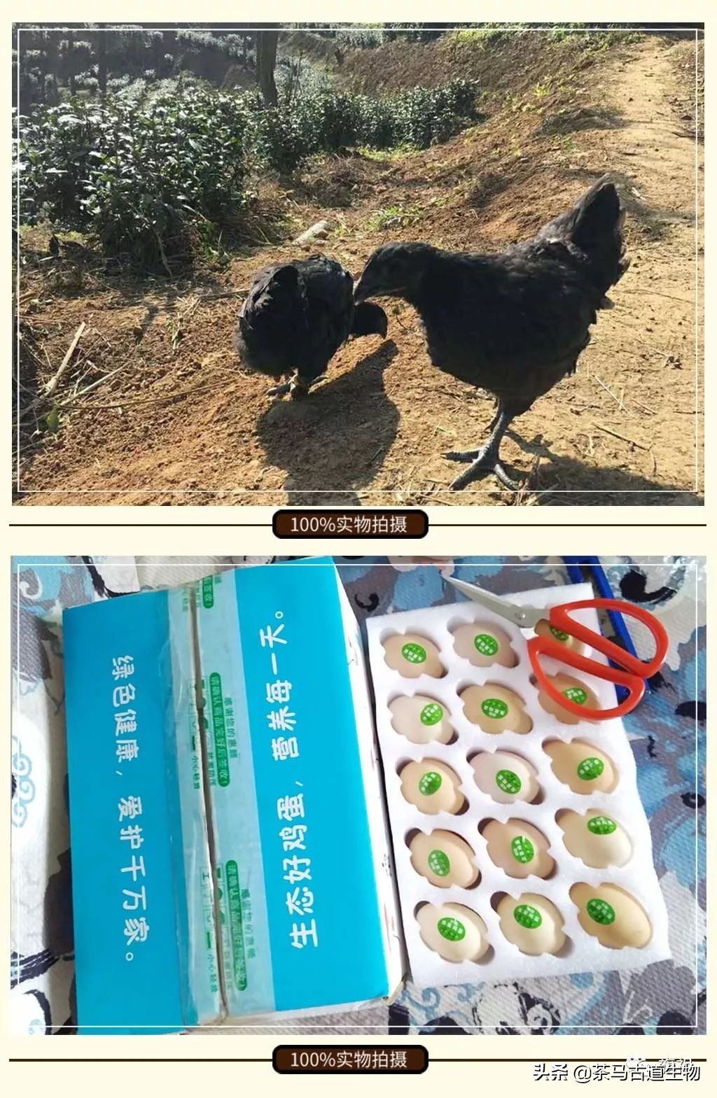 茶园散养绿壳鸡蛋,虫草蛋绿皮鸡蛋