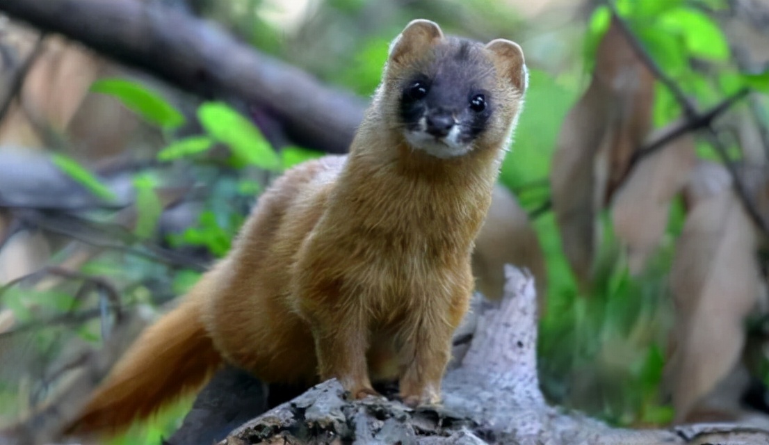 黄鼠狼讨封成精后怎么处理,黄鼠狼成精向人讨封怎么回答