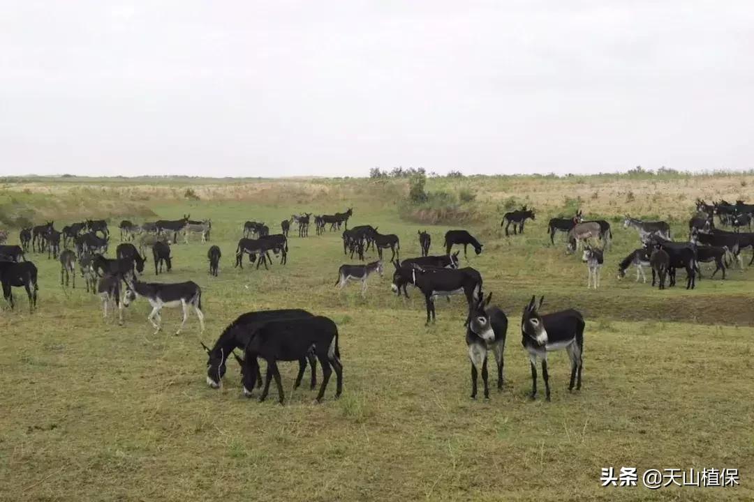 这样带村民养驴，真的很“硬核”！