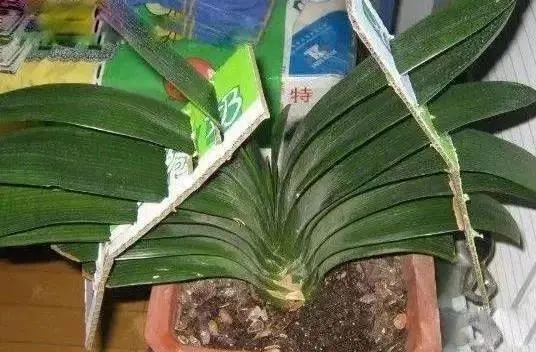 君子兰长歪了怎么矫正实图,君子兰整个长歪了怎么矫正