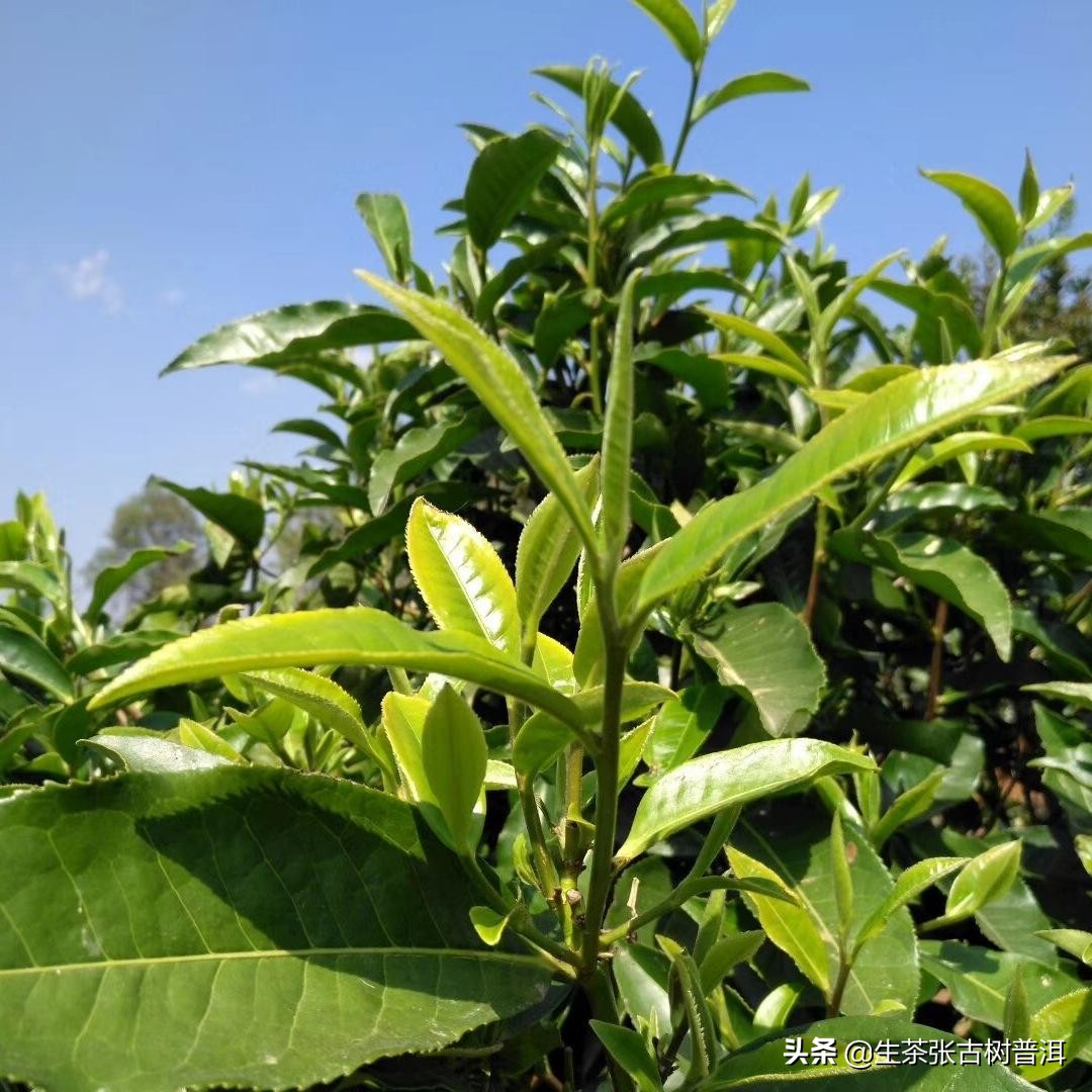 带你欣赏云南普洱美景,南糯山茶回甘