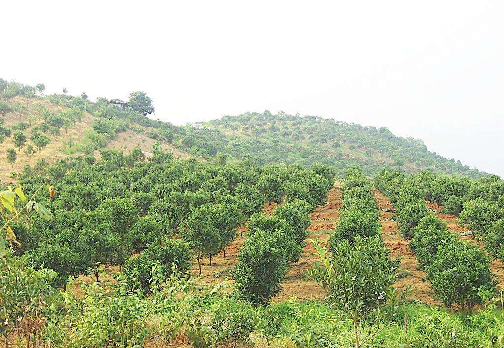 柑橘采摘园的建设标准,新手种植果树入门建议