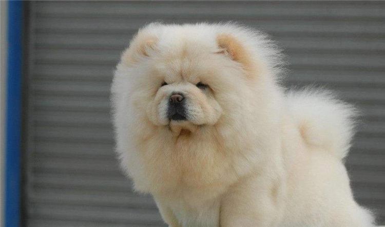 狗狗身上长小肉疙瘩是什么,狗狗长狗癣正常吗