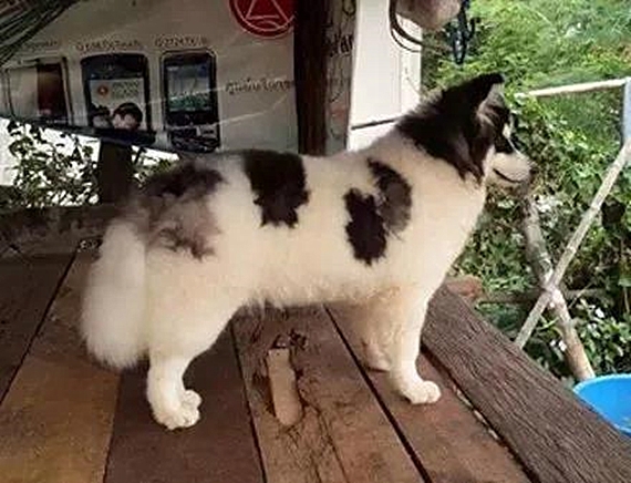 刚买回来的阿拉斯加怕人,刚买回来的阿拉斯加该怎么办