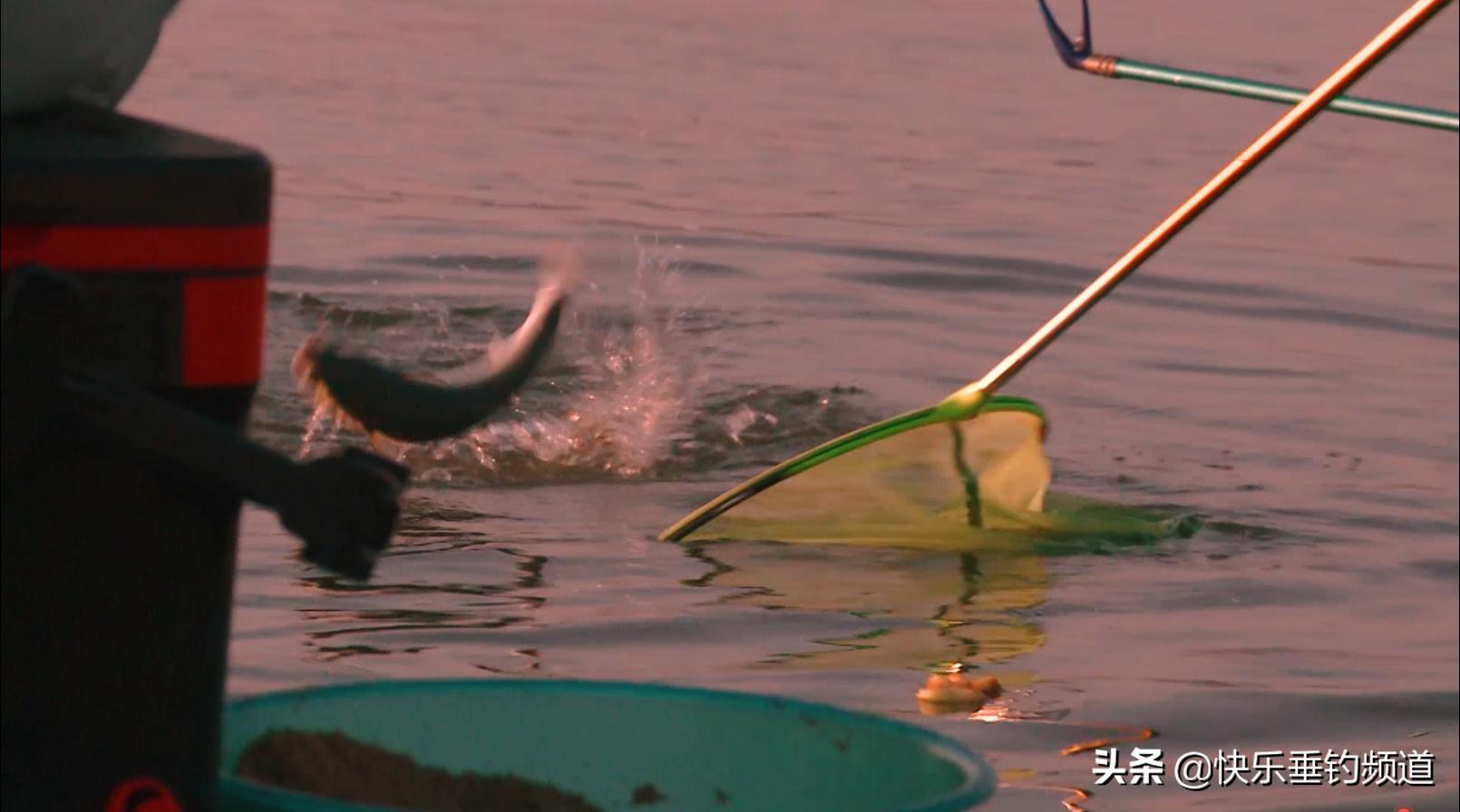 怎样用台钓的方法钓鲻鱼,钓鲻鱼做法