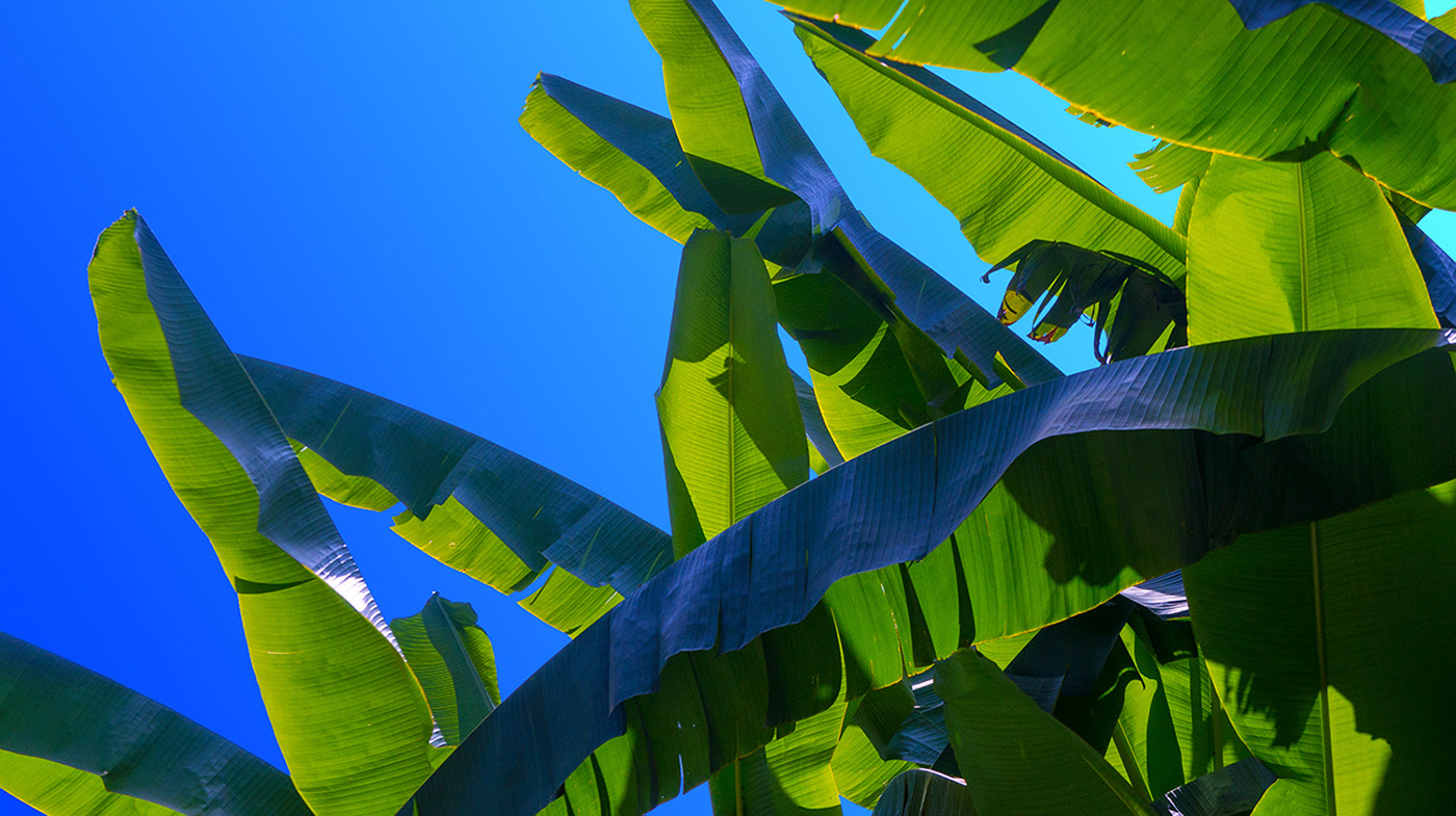 原来树叶也能这样拍,用这几个技巧树叶也能拍得这么美