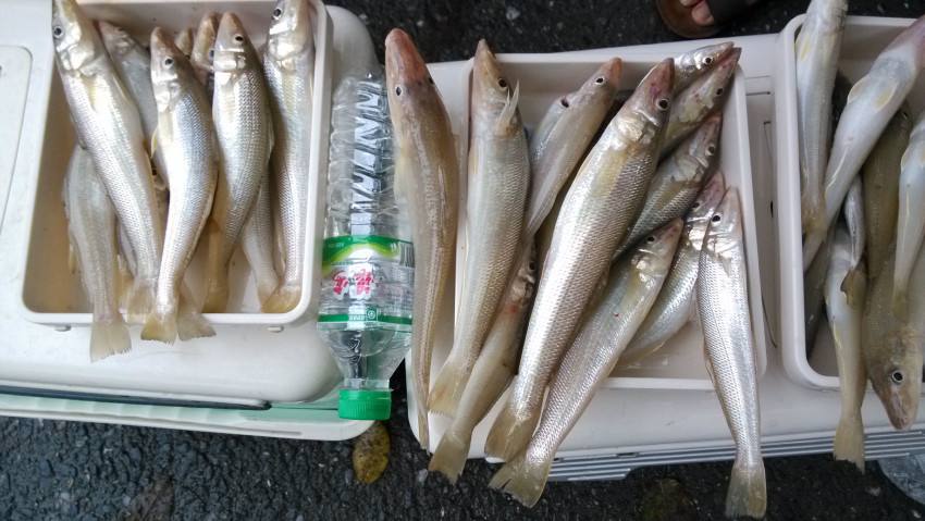 海边钓鱼技巧和方法,感受不到钓鱼的乐趣怎么办