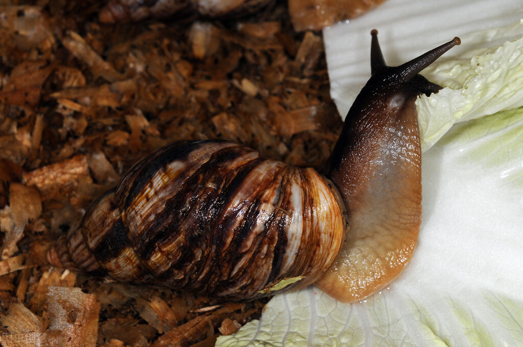 当没有天敌的非洲蜗牛，遇上喝恒河水的印度人，谁才是最后赢家？