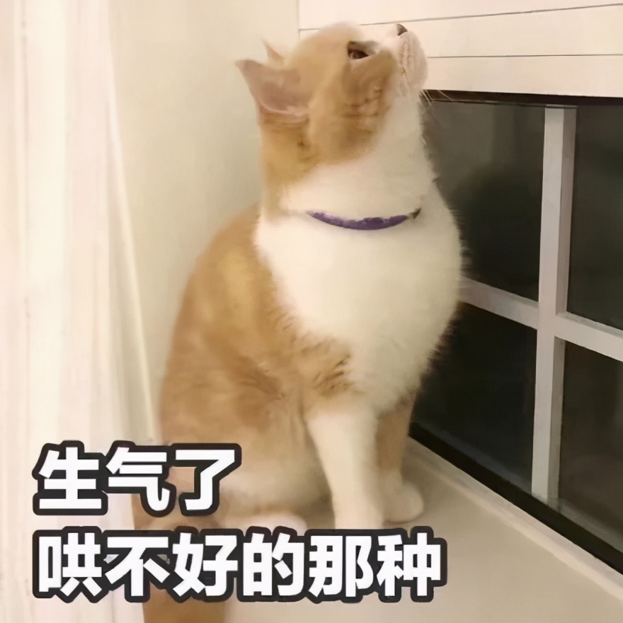 猫咪身上哪些部位不能碰水,猫咪身上的四个弱点