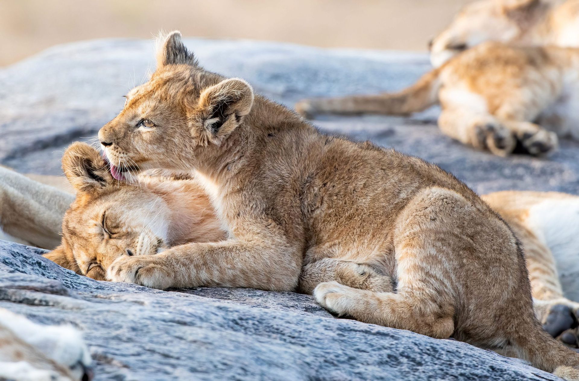 棕熊打各种熊和各种动物画面,动物和熊斗的视频