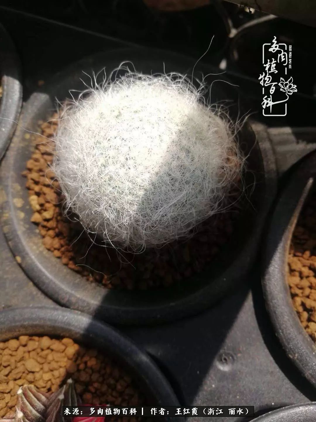 仙人球露养条件,仙人球的露养方法