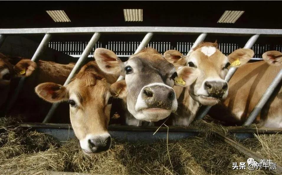 奶牛生产瘫痪的原因,奶牛产后瘫痪的机理