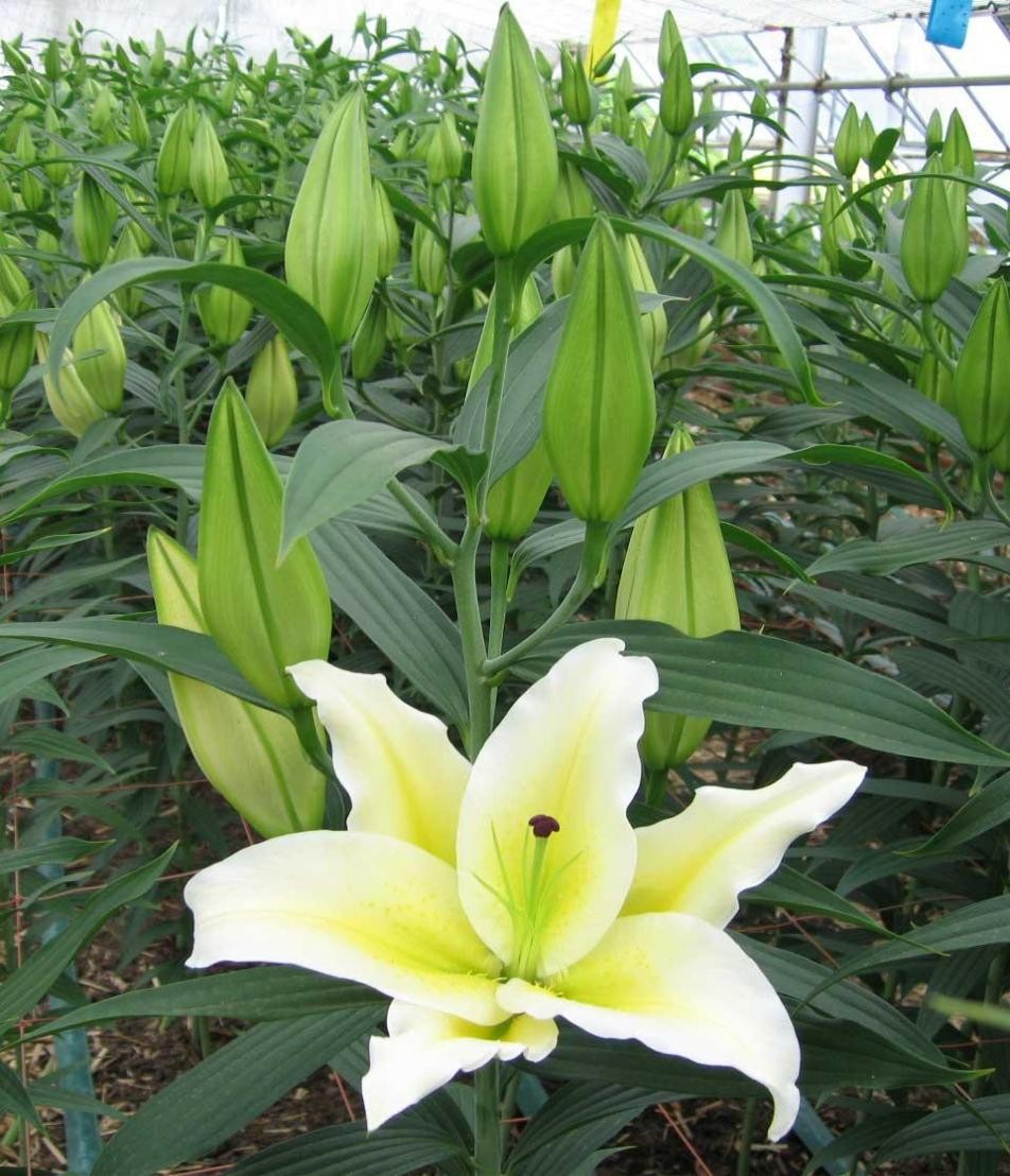 百合中的女王——香水百合的植物非试管高效快繁技术