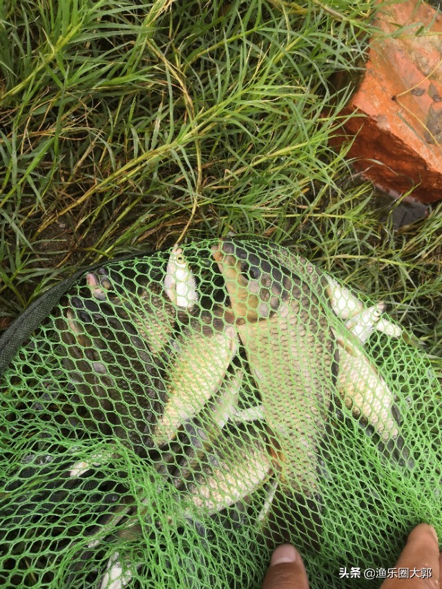 早上鲫鱼钓鱼方法与技巧,鲫鱼早上几点最好钓