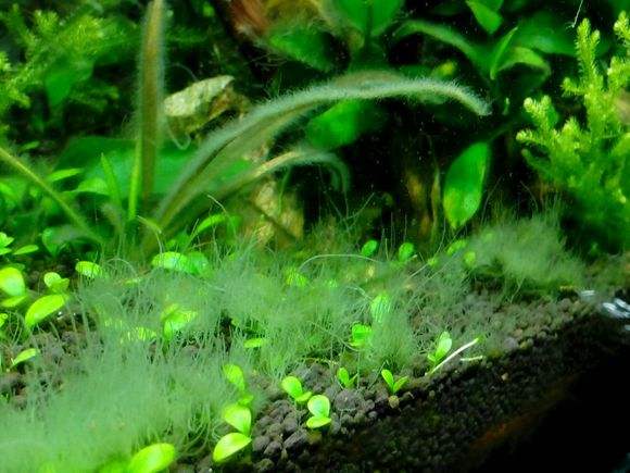 鱼缸除藻最有效的方法,鱼缸除藻最佳方法