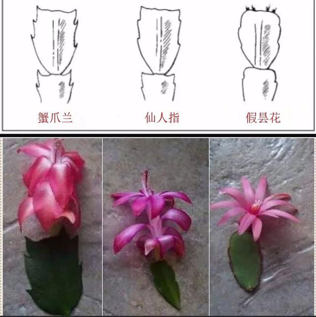开花超美de仙人掌三千金：蟹爪兰、仙人指、假昙花，你能分清吗？