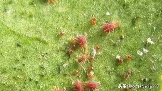 红小豆最佳种植方法小妙招,红小豆高产种植技术