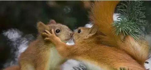 公猫可以有多个乳房吗,公猫也长乳房吗